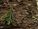 Hoop Pine - ( Araucaria cunninghamii )